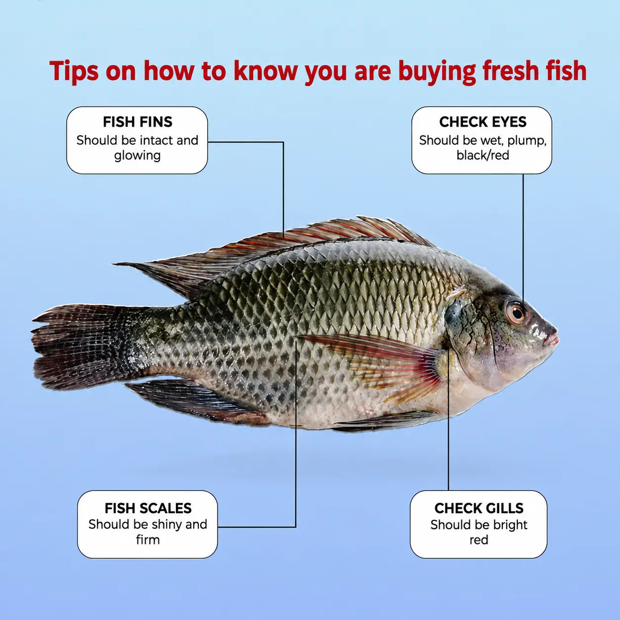 Whole fresh tilapia