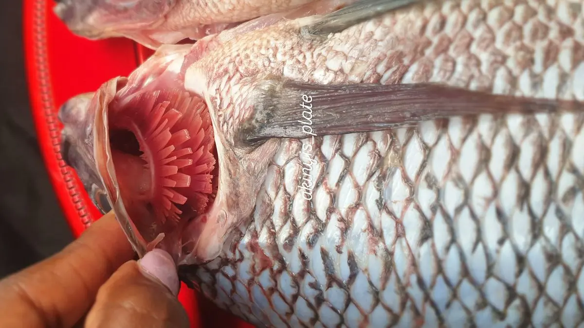 Fresh tilapia freshness check
