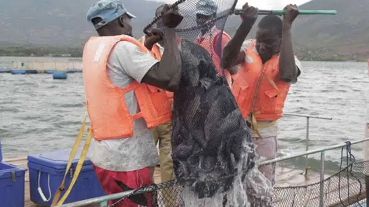 Sustainable Tilapia & Nile Perch Sourcing from Lake Victoria