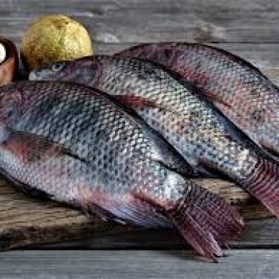 Tilapia Whole Fish (Raw)