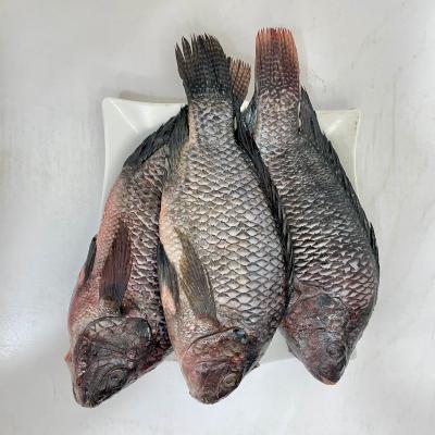 Tilapia Whole Fish (Raw)