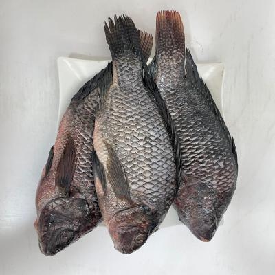 Tilapia Whole Fish (Raw)